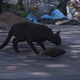 Image for article titled My Journey To Photograph All The Wildlife In The Division 2
